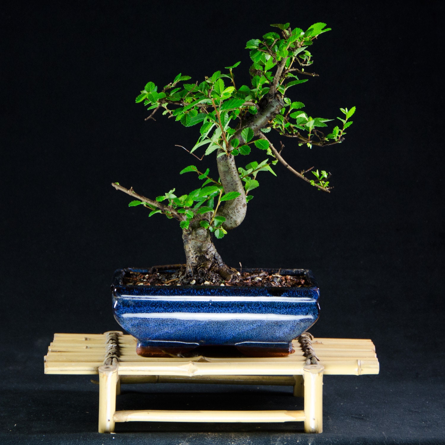 miniature chinese elm