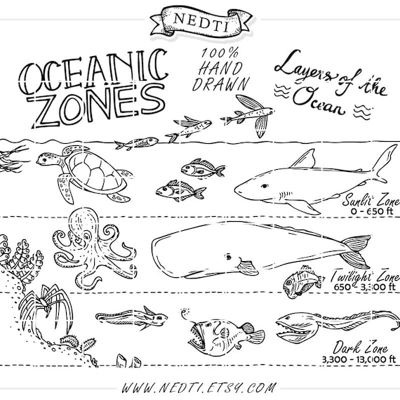 Download Oceanic Zones Educational Clipart Earth Science Hand Drawn