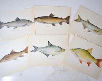 Vintage Lot of Danish Book Plates 1970s Fish Print