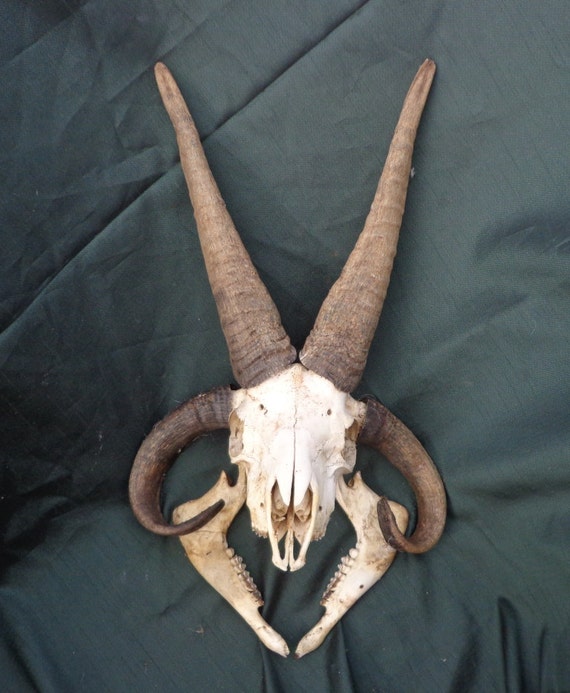 4 Horn Jacob Sheep Skull by 2wetherornot on Etsy