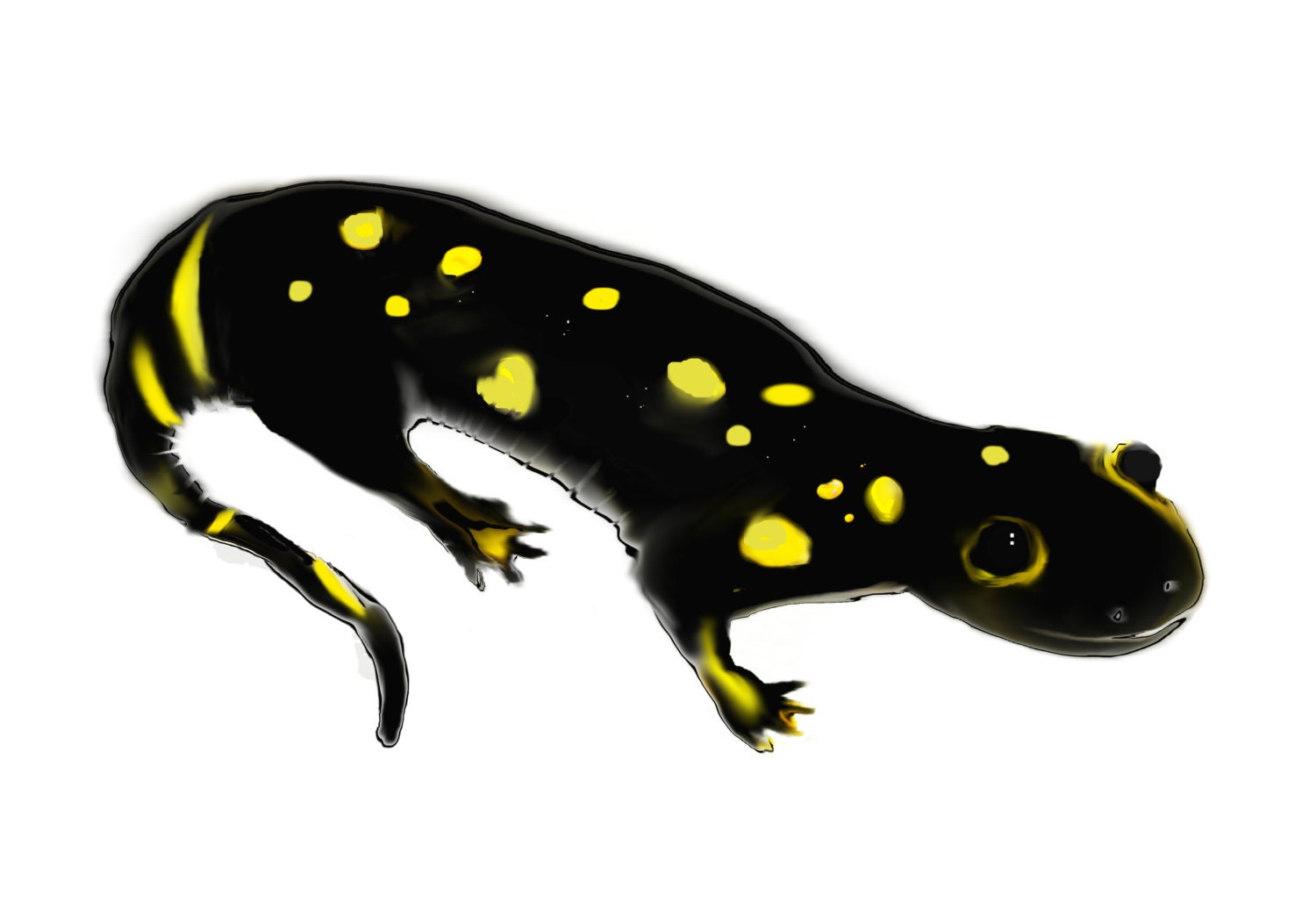 salamander art print / animal amphibian endangered species