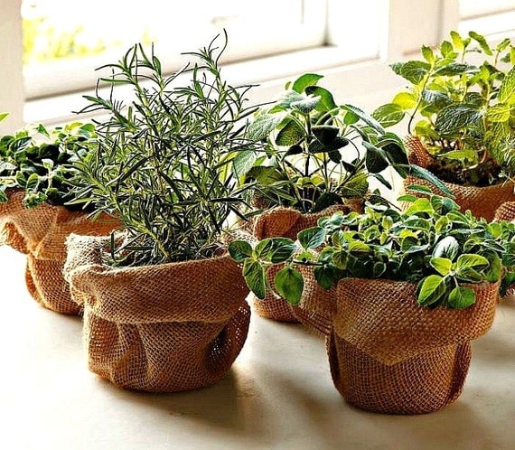 Windowsill Herb Garden Collection six spices 1000 seeds