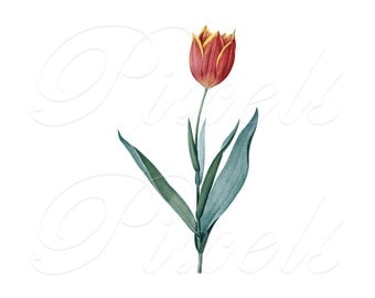 Tulip stencil | Etsy