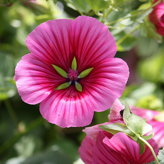 Heirloom Carmine Rose Malope Perennial Flower Attracts