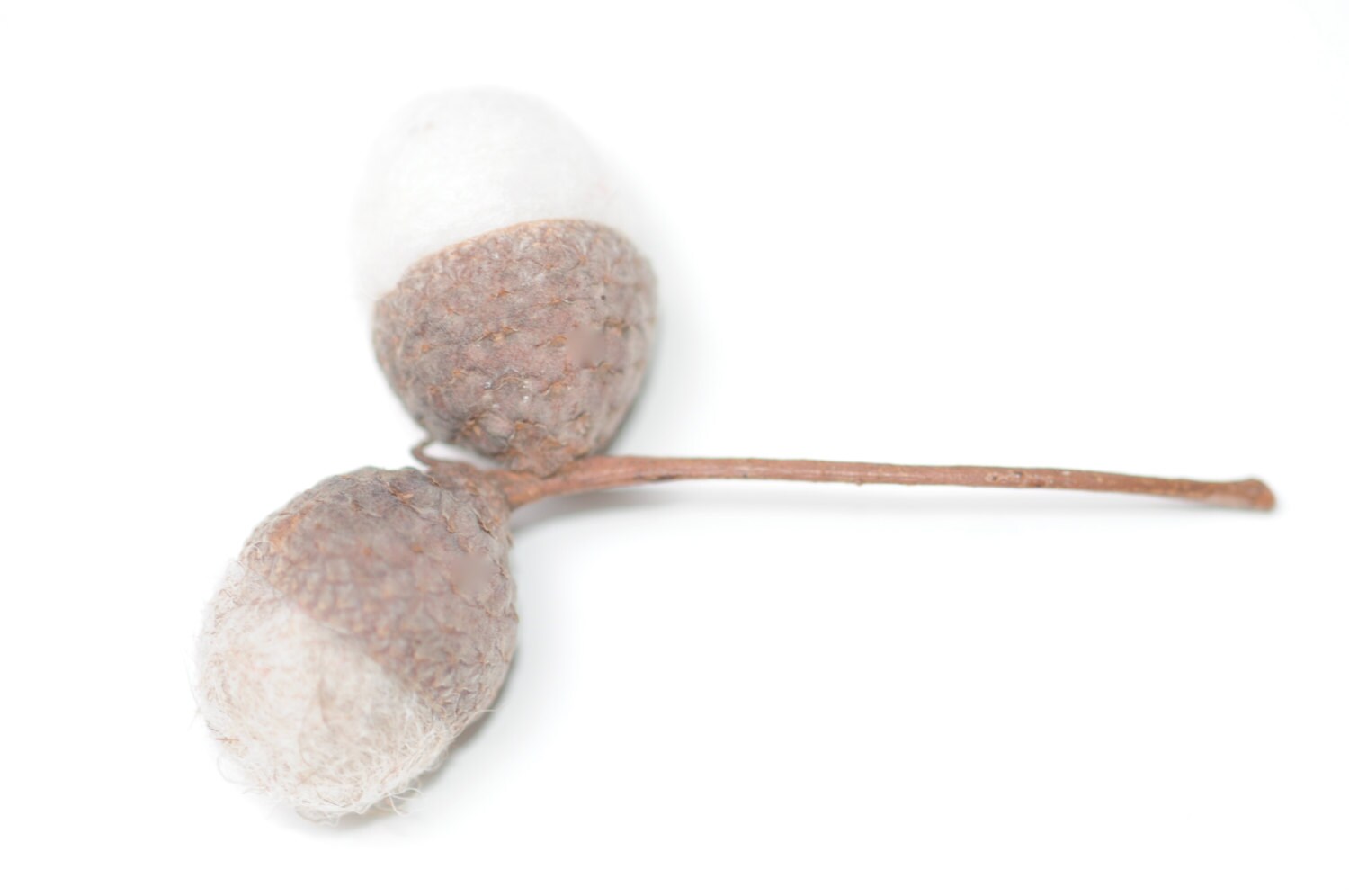 Felted Acorn