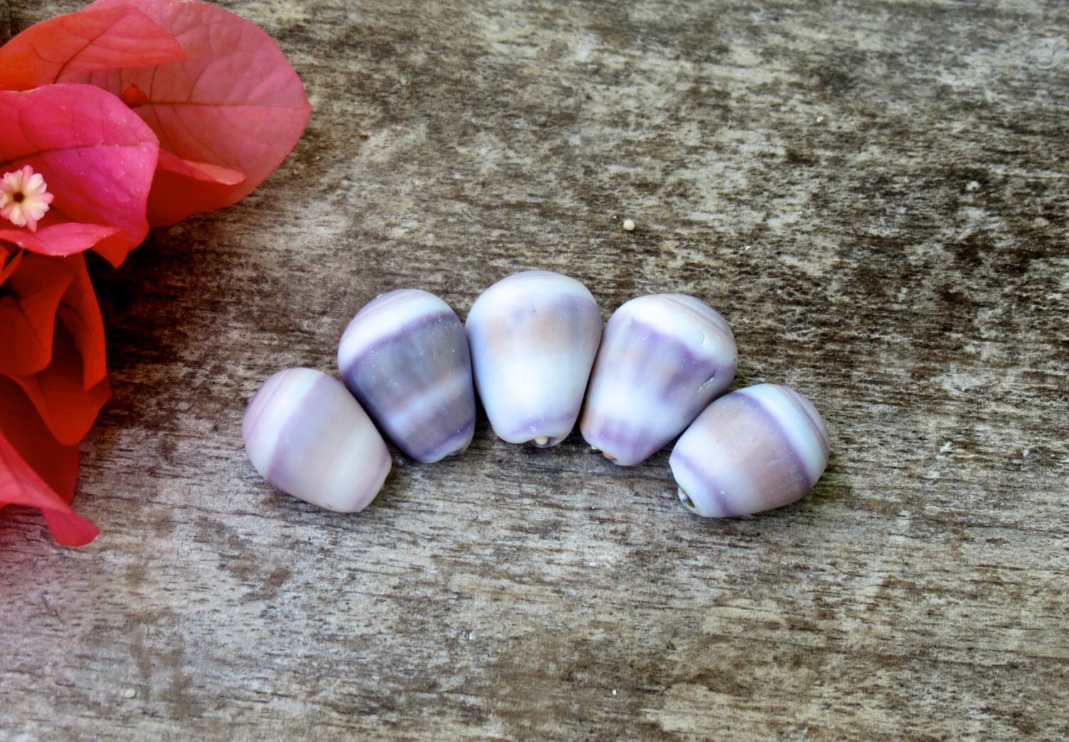 5 Chunky Purple Cone Shells Handpicked Purple Spiral Cone