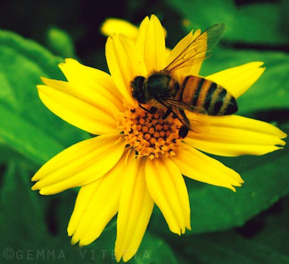 Honey Bee Photo, Yellow Flower, Nature Fine Art Photo // Macro Flower Photo, Nature Wall Art, Cottage Chic, Apartment Decor - 5x5/8x8 print