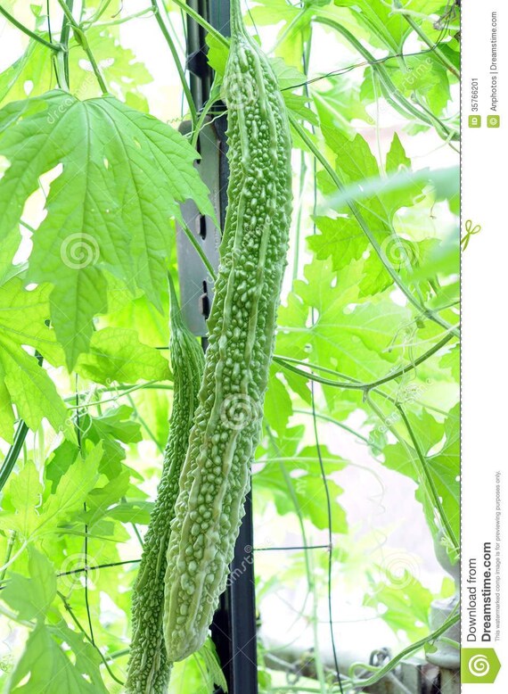 Bitter Gourd Seeds,Japanese Long (Asian vegetable) Harvested young at