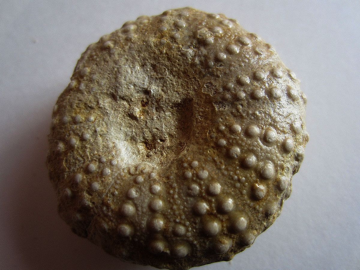 Fossil Sea Urchin Echinoid Cretaceous Period by Collectorman2008