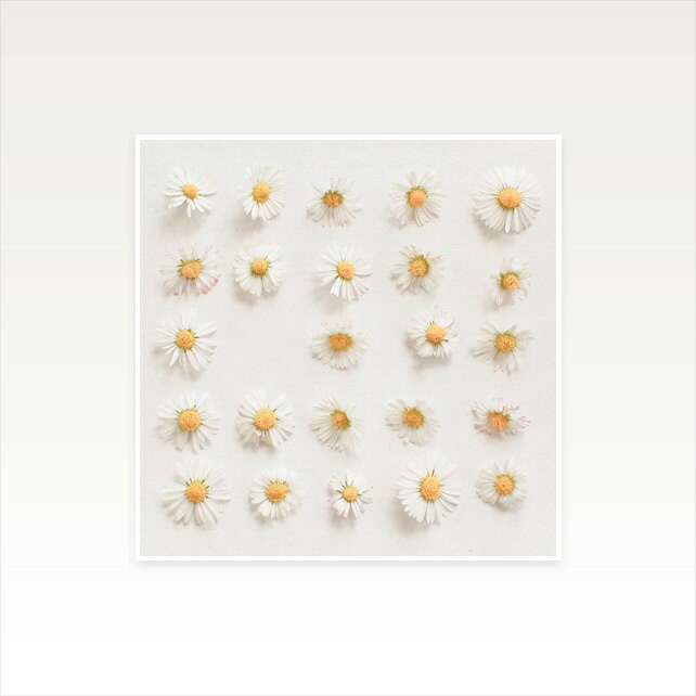 Daisy Flower Nursery Art, Girls Wall Art, White and Yellow Decor - Daisy Collection