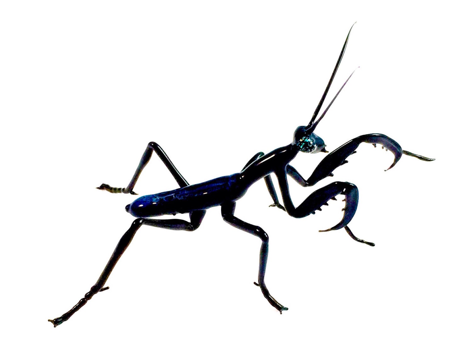 Black Praying Mantis