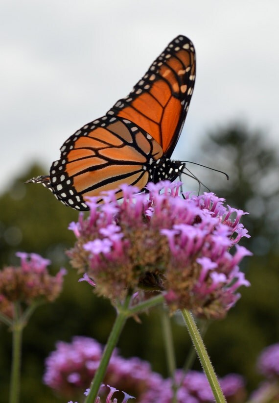 Monarch Butterfly 3 Seed Kit Habitat Waystation 2015 by SeedGenie