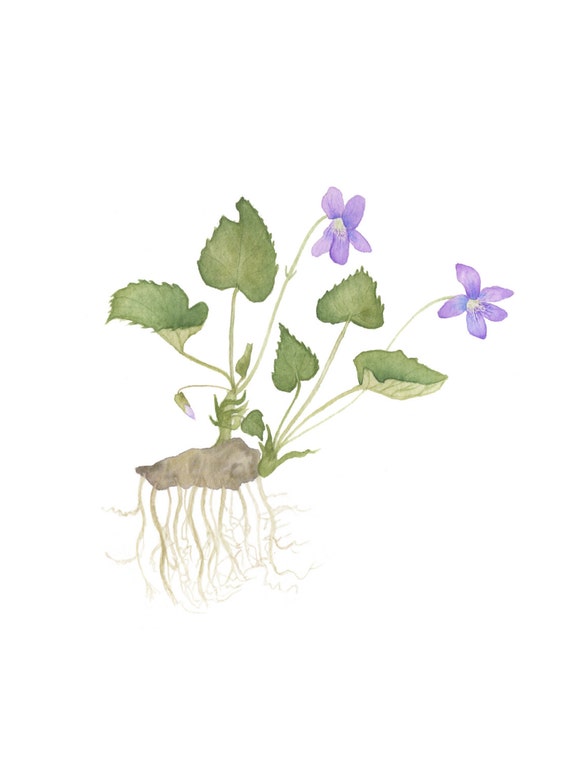 Wild Violets Watercolor Flowers By Mygiantstrawberryart On Etsy