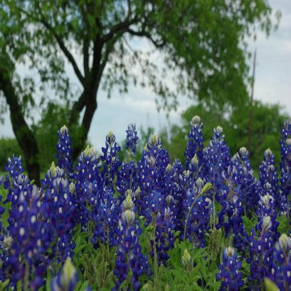 50 Texas Bluebonnet Flower Seeds Under The by UnderTheSunSeeds