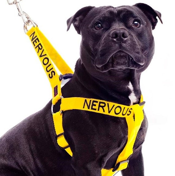Yellow NERVOUS LXL Dog Harness Give Me Space Color Coded