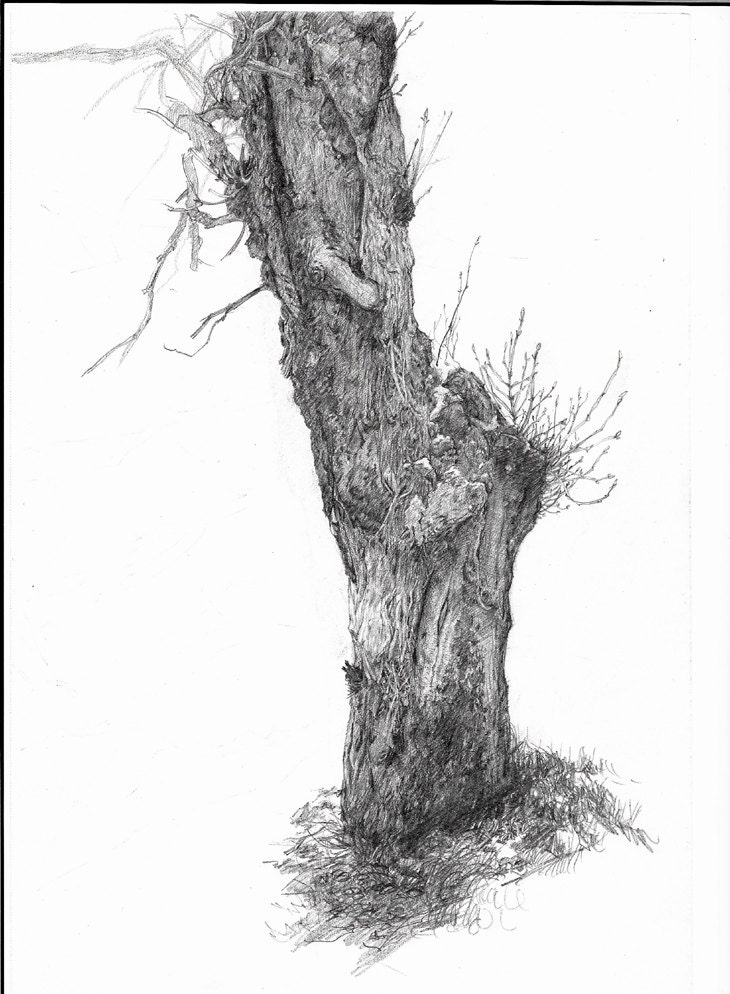 Original Tree Drawing Forest Drawing Pencil Art by SeansSketch