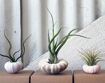 mixed trio // air plant sea urchins // by robincharlotte