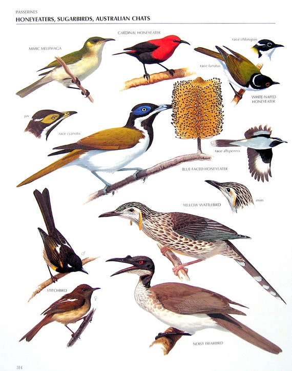 Items Similar To Vintage Bird Print - Mimic Meliphaga, Yellow 