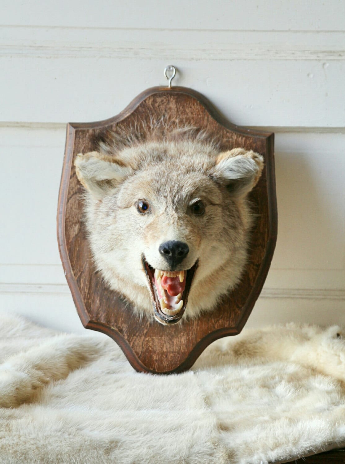 Antique Coyote head mount. Taxidermy. Oddities.