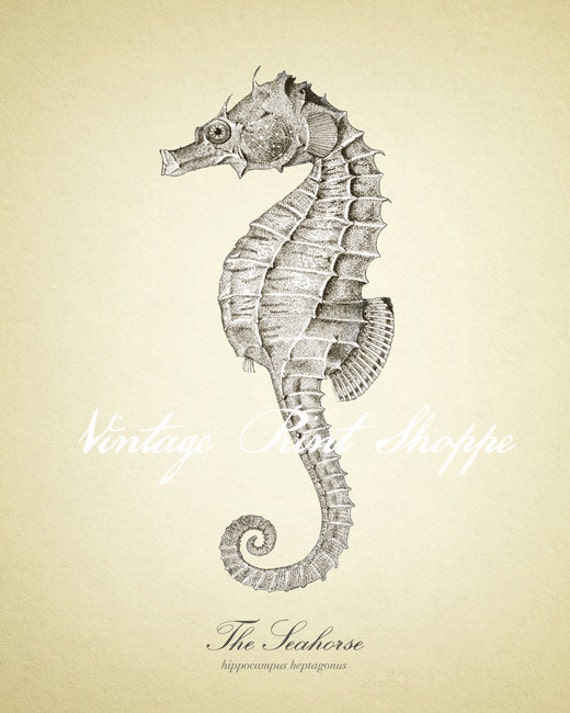 Seahorse wall decor Vintage Scientific Illustration