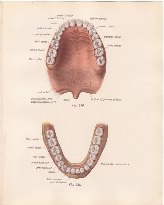 Items Similar To Antique Medical Page Diagram Human Wide