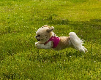 Fine Art Print of Pomeranian Shih T zu Dog Running In Field, Wofford ...