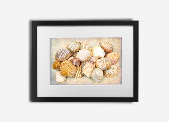 Seashells Photography Seashells Wall Art Nautical Decor