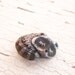 Little Raccoon bead - Sleepy Woodland Critters (ready to ship)