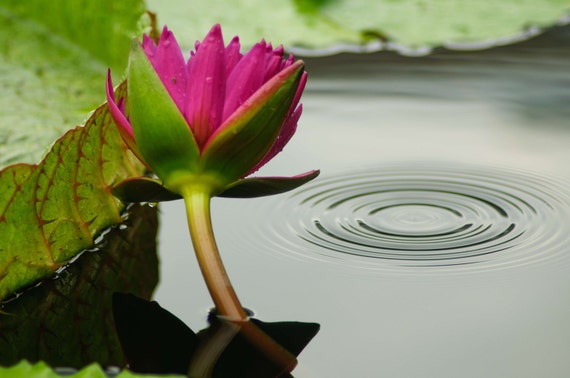 Pink Water Lily with Lily Pad