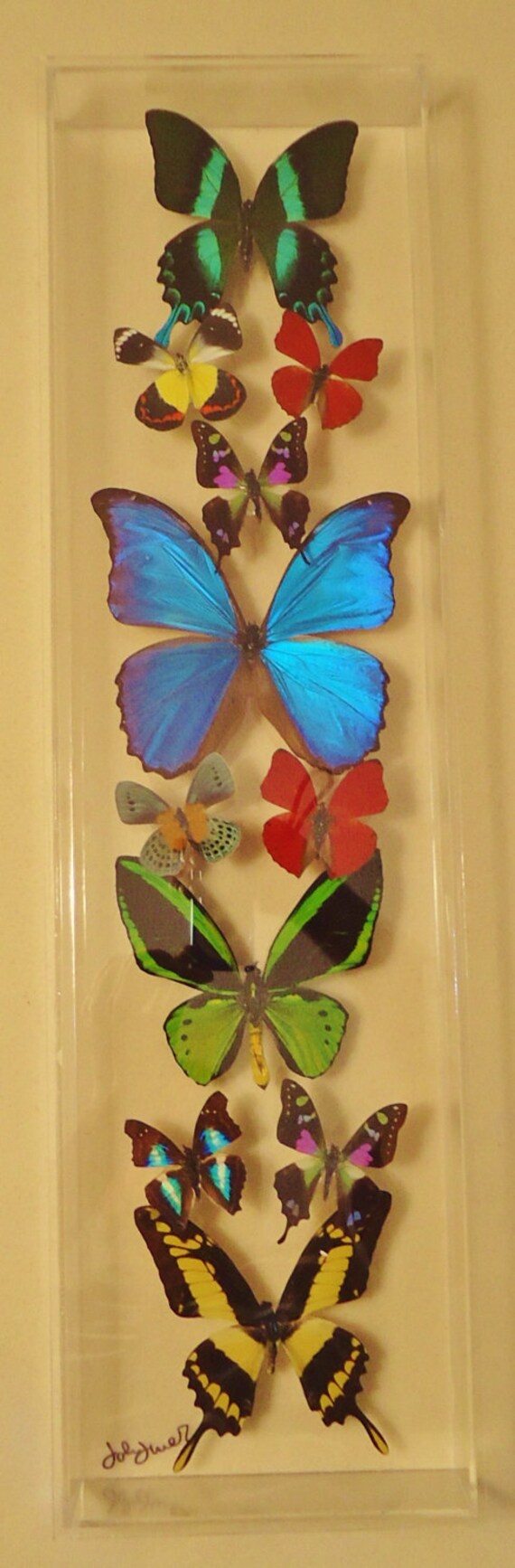 Items similar to butterfly display,real framed butterflies, real