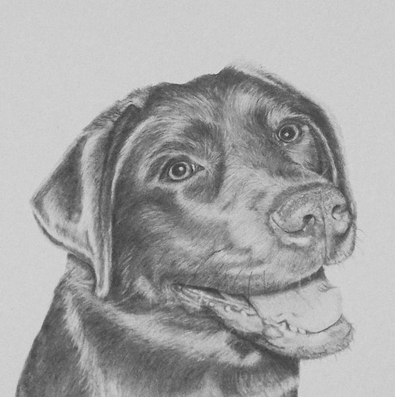 Chocolate Labrador 8 x 10 inch art print of an by HollyRoseArt
