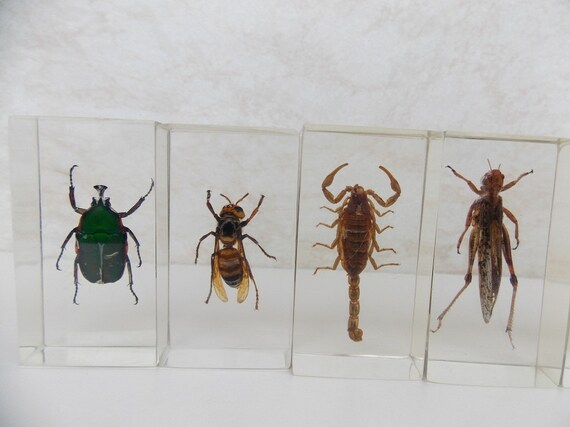 Lot bugs in glass / Taxidermy / real bugs / real taxidermy