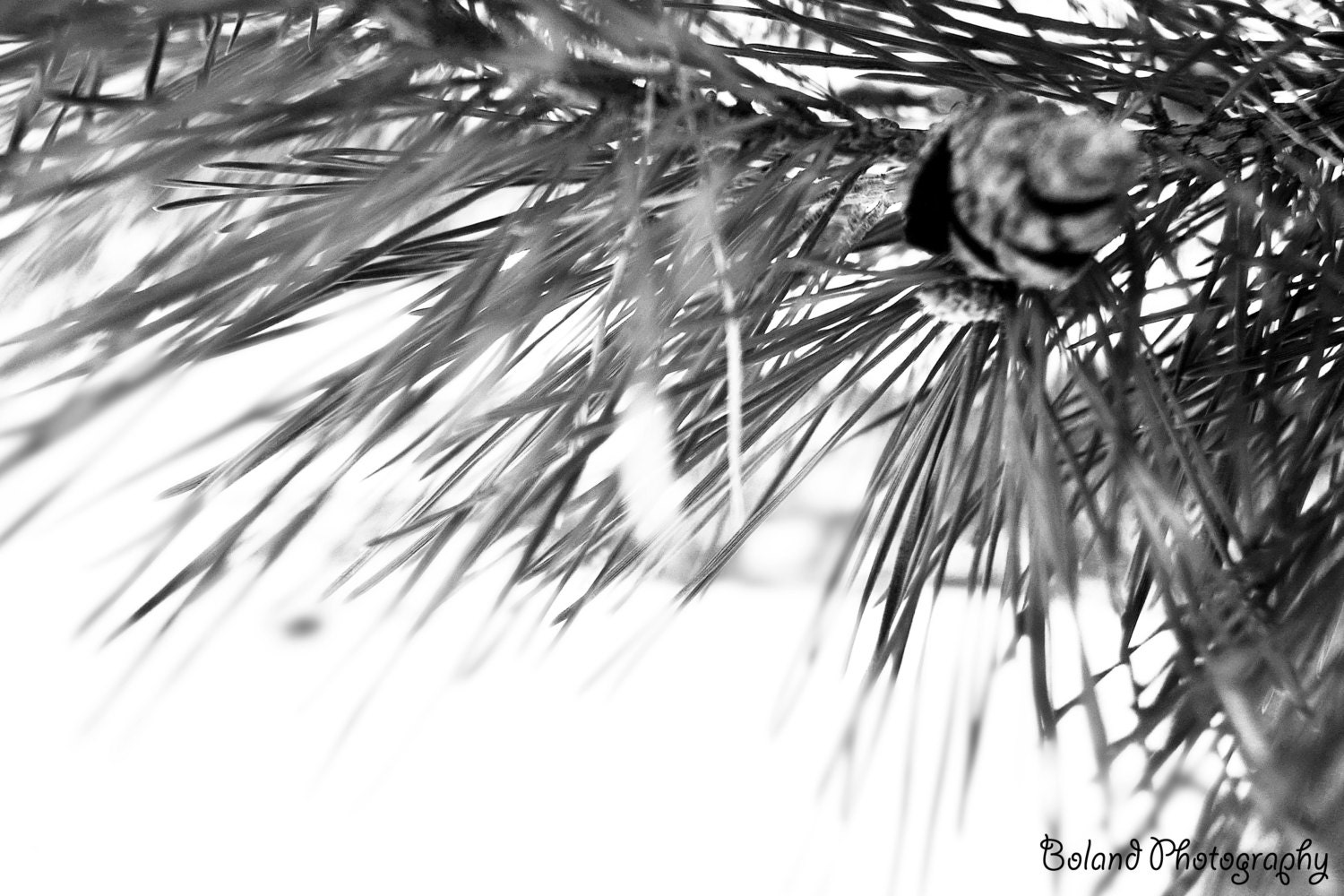 B&W Pine By BolandPhotos On Etsy