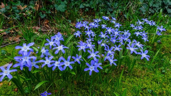 Items similar to Instant Download Blue Flower Photography, Fine Art