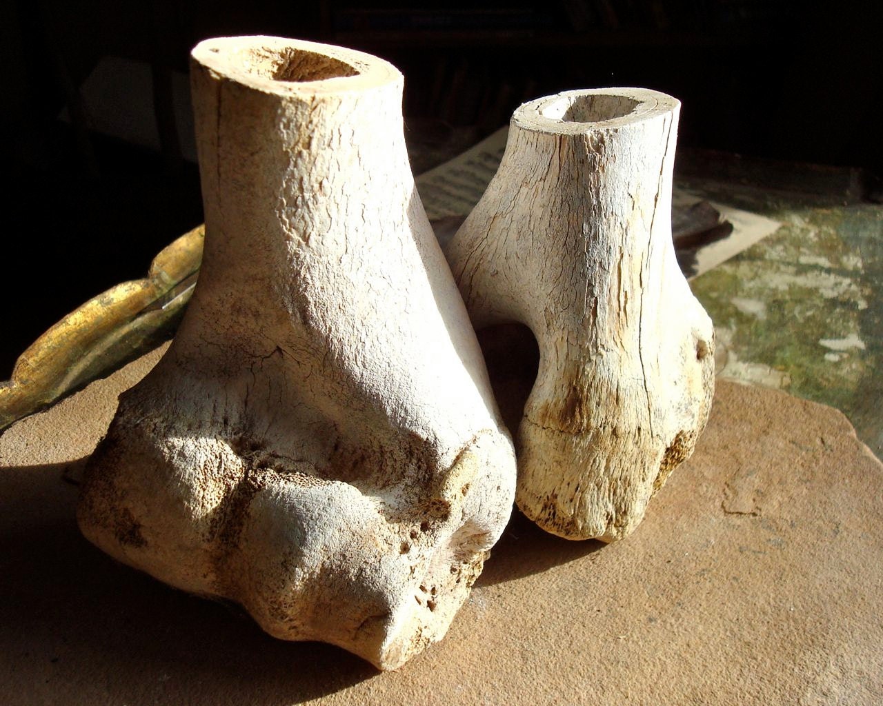 Aged Cut Cow Leg Bones Natural Found Objects by busterbeanknows