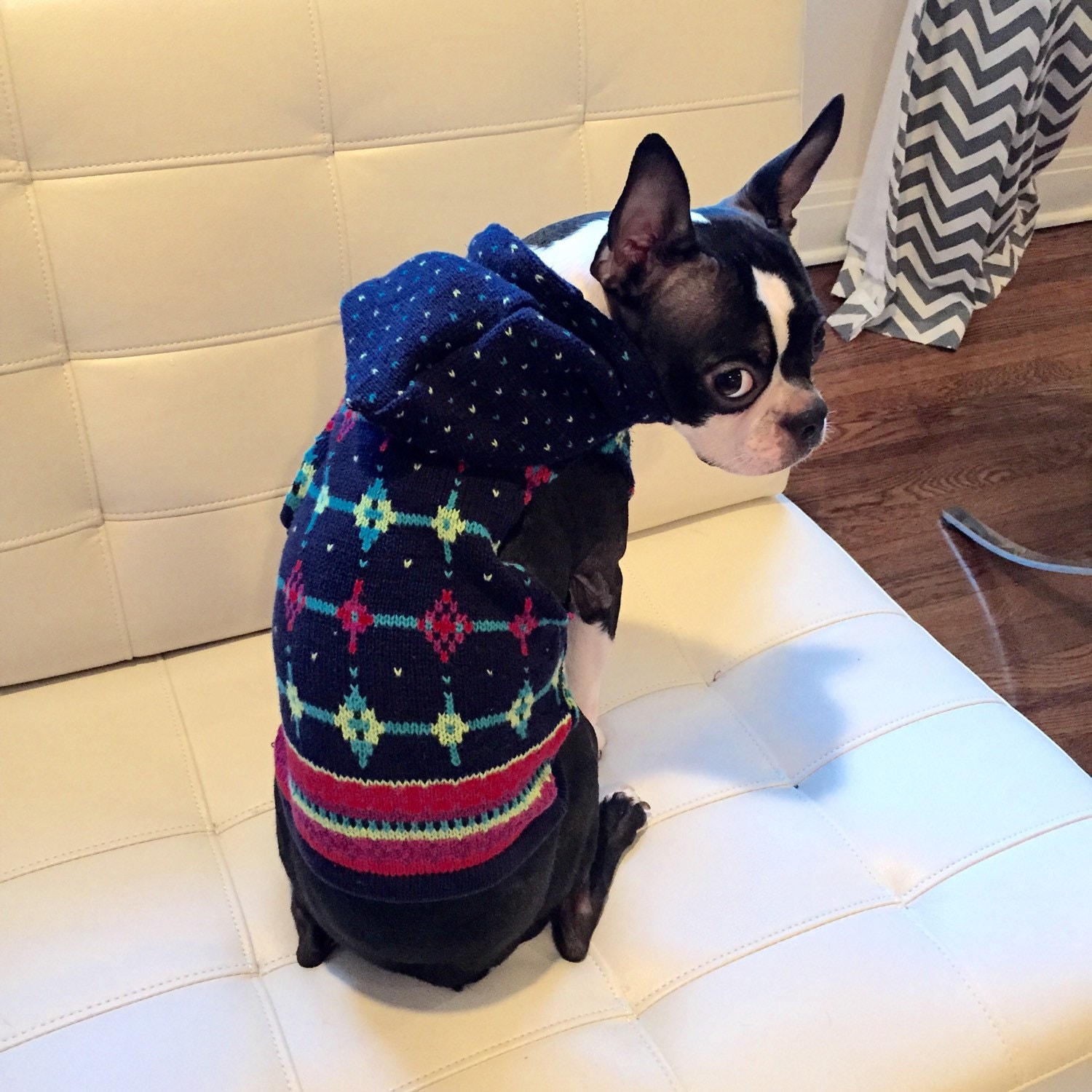 Designer Handmade Small Dog Clothes Boston Terrier Hoodie