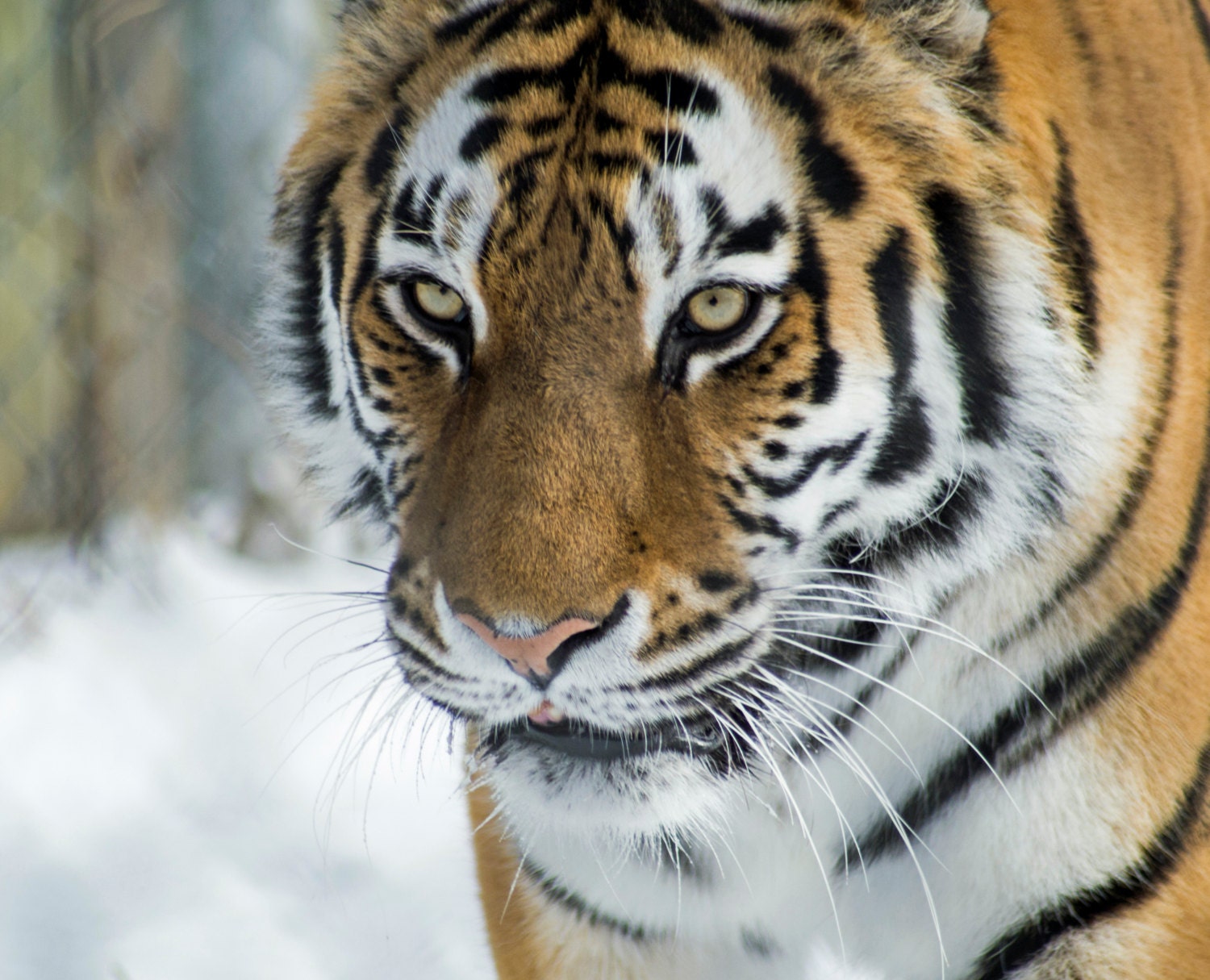 An Amur Tiger Headshot