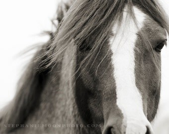 Horse Photography, black and white horse photography, fine art equine photography, Horse Poster, Horse Picture
