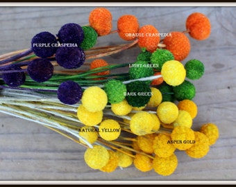 Craspedia 12 short stem Billy Balls in your choice of color Dyed Orange-Light or Dark Green-Purple and Orange-Aspen Gold
