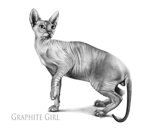 Original Sphynx Cat Drawing