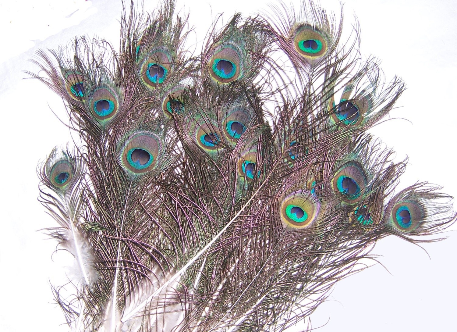 35 Peacock Eye Feathers Real Feathers Shed Naturally by India