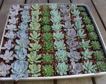 15 ROSETTE Only Wedding Succulent collection potted in 2" containers collection of Beautiful WEDDING FAVOR Succulents Gifts~