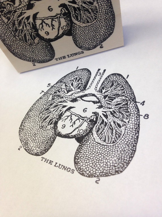 The Lungs Diagram Wood Mounted Rubber Stamp 6133 by 100ProofPress
