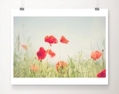 red poppy photograph, poppy photograph, nature photography, color photography, summer, field, green, grass, flower photography, rustic