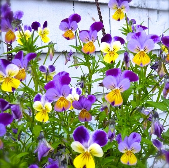 Johnny Jump Ups Heirloom Flowers Viola Annuals Springtime