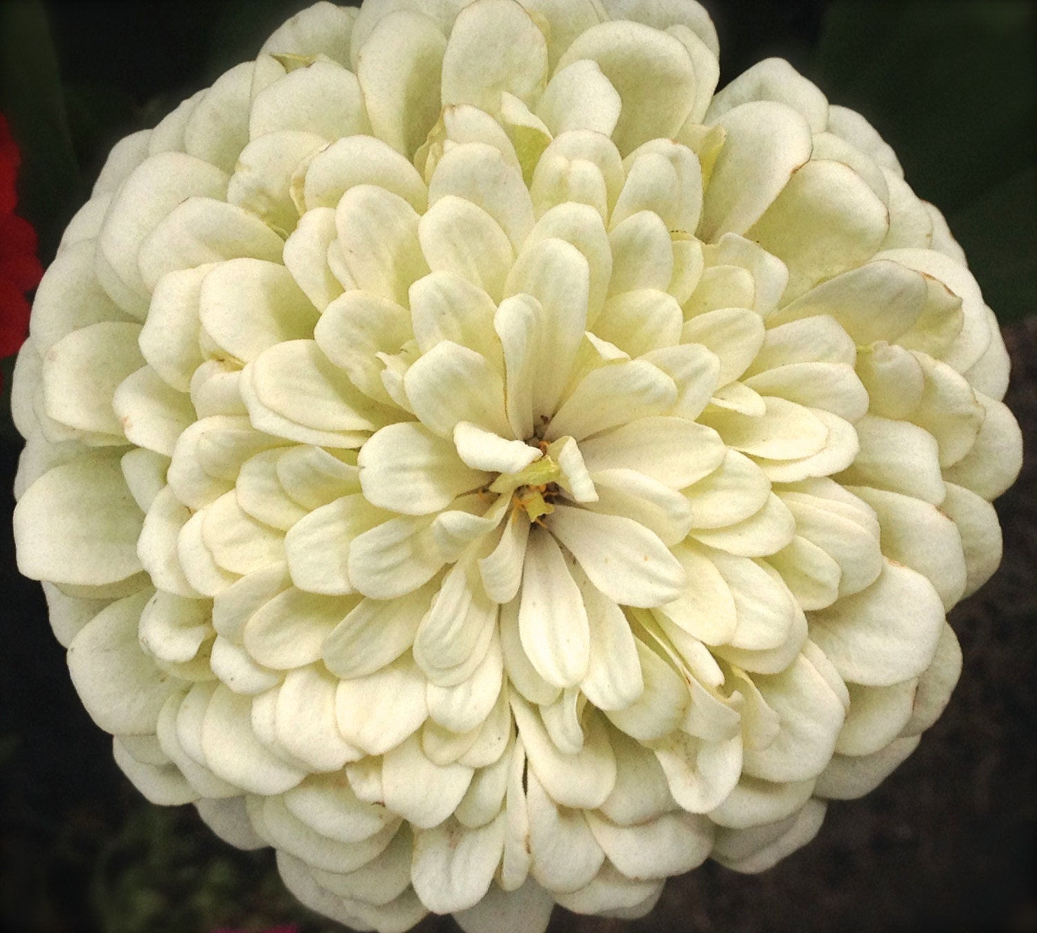 SALE White Dinner Plate Dahlia Giant Zinnia Annual Heirloom