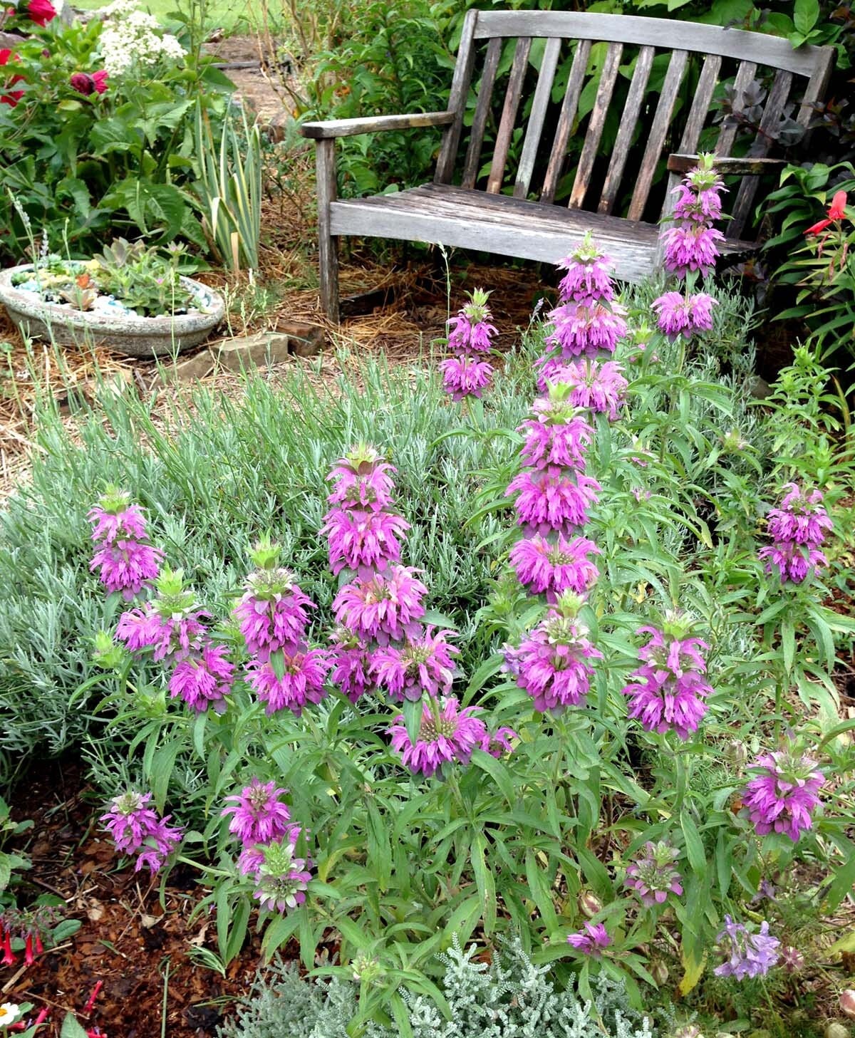 Lemon Bergamot Seeds Monarda Citrriodora Herb Garden Seeds