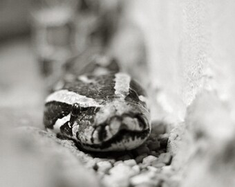 Black and White Python - Reptile Snake Wildlife Photography - 5x7 8x10 8x12 Fine Art Photo Print - Home Decor Wall Art Fotografie