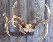Popular items for deer antler mount on Etsy