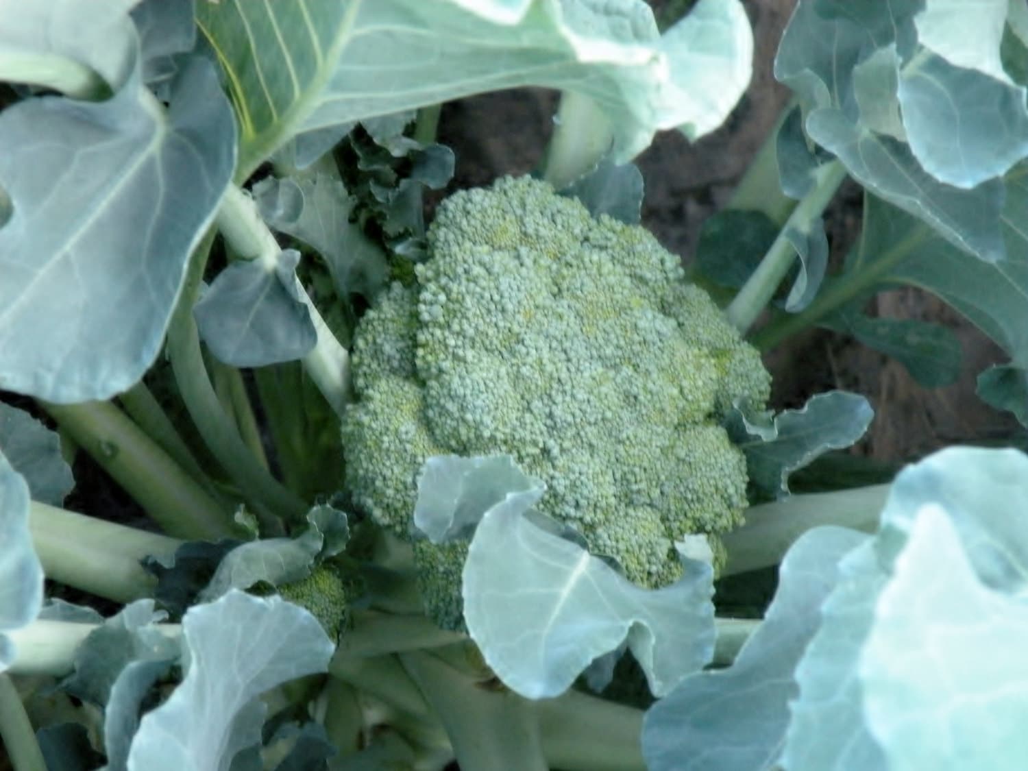 De Cicco Broccoli Heirloom Naturally grown Oregon Pacifc